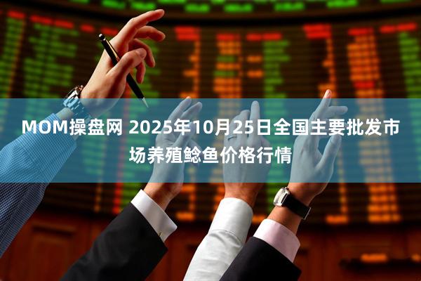 MOM操盘网 2025年10月25日全国主要批发市场养殖鲶鱼价格行情